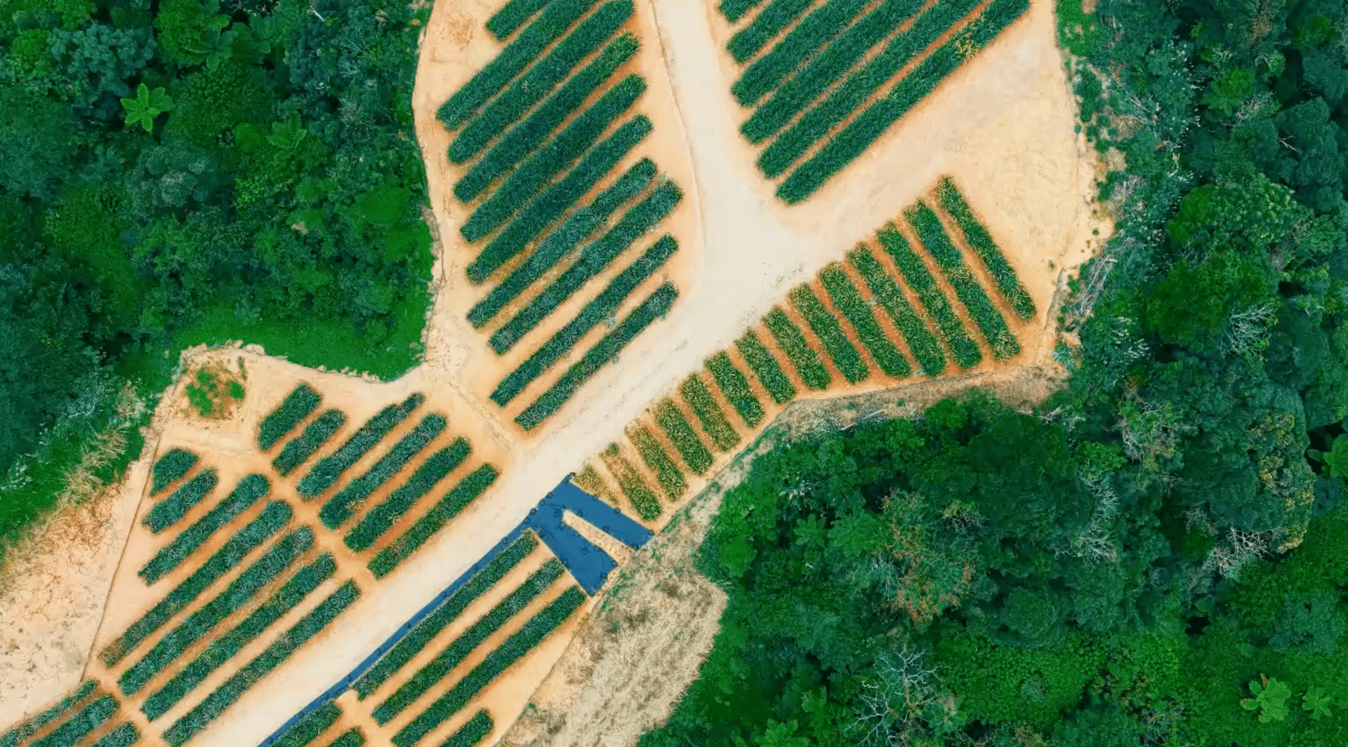 1万坪の自社パイン農園