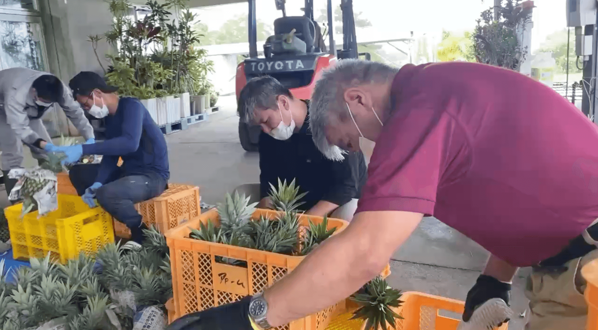 パインハートの畑